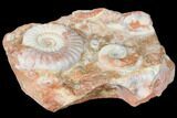 Triassic Agatized Ammonite Cluster - Indonesia #129418-2
